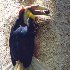 Wreathed Hornbill