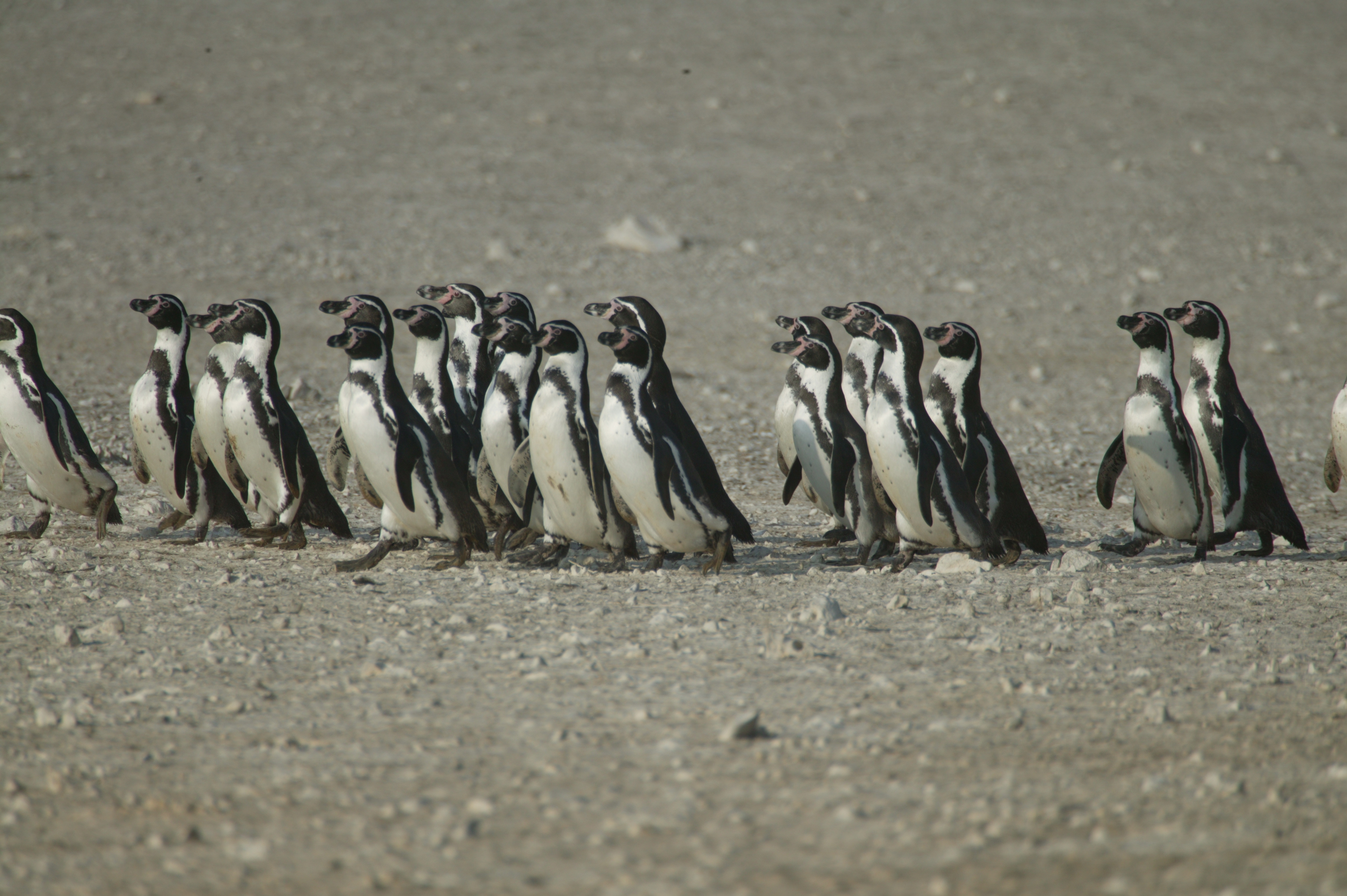 Humboldt Penguin - Woodland Park Zoo Seattle WA