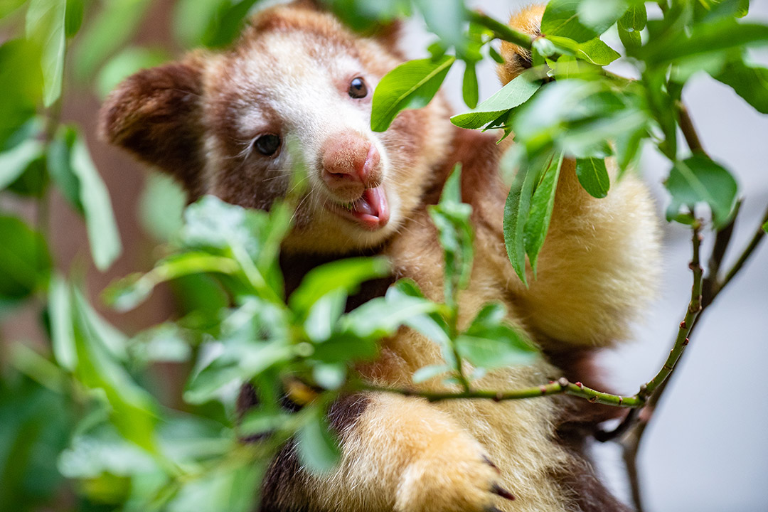 Tree kangaroo eating leaves