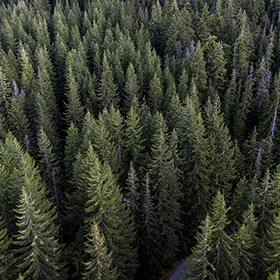 Drone image of a forest