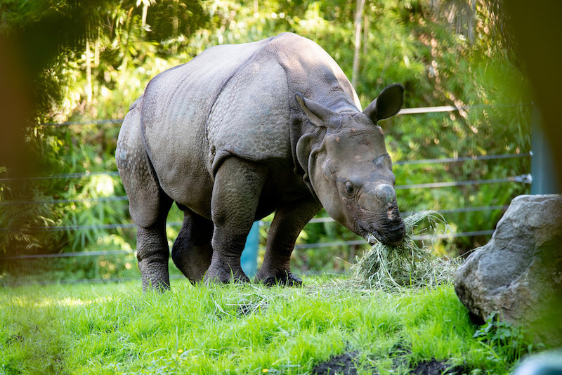 Rhino Glen in the exhibit