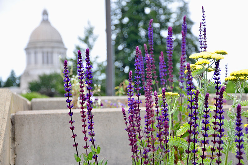 Capitol pollinator garden