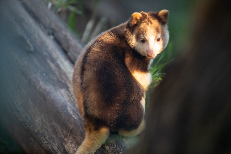 Tree Kangaroo