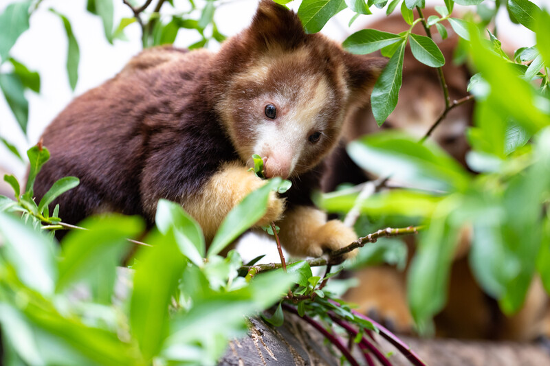 Tree Kangaroo eating a leaf