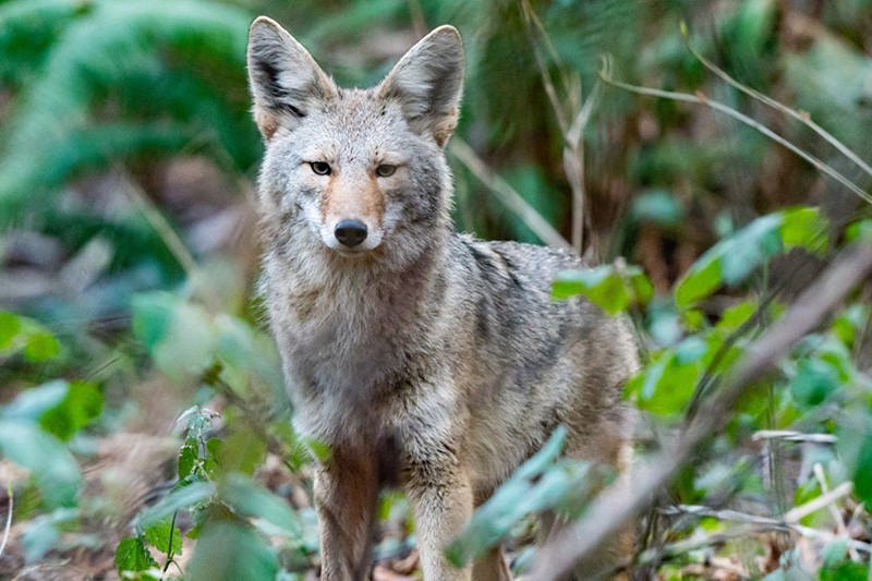 A coyote stands alert among green foliage in a forest, looking directly at the camera. Its fur is gray and tan, and the background is filled with blurred leaves and branches.