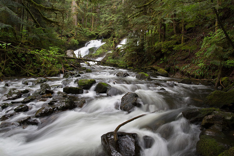 A fast-flowing stream cascades over rocks and fallen branches through a lush, dense forest with green moss and ferns covering the trees and ground.