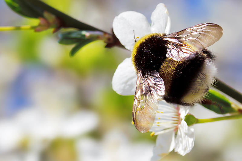A close-up of a bumblebee with translucent wings collecting nectar from a white flower, with green leaves and blurred foliage in the background.