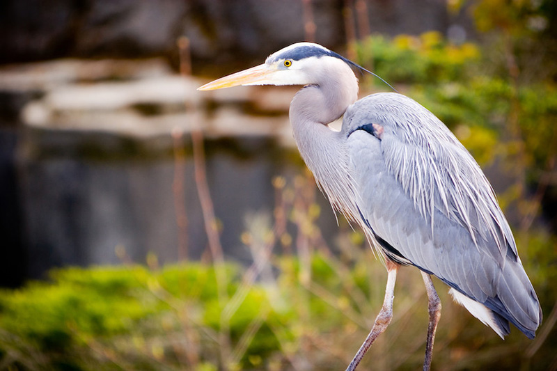 A great blue heron stands on long legs with its body in profile, displaying blue-gray feathers, a long yellow beak, and a white and black-striped head. Blurred greenery and rocks are in the background.