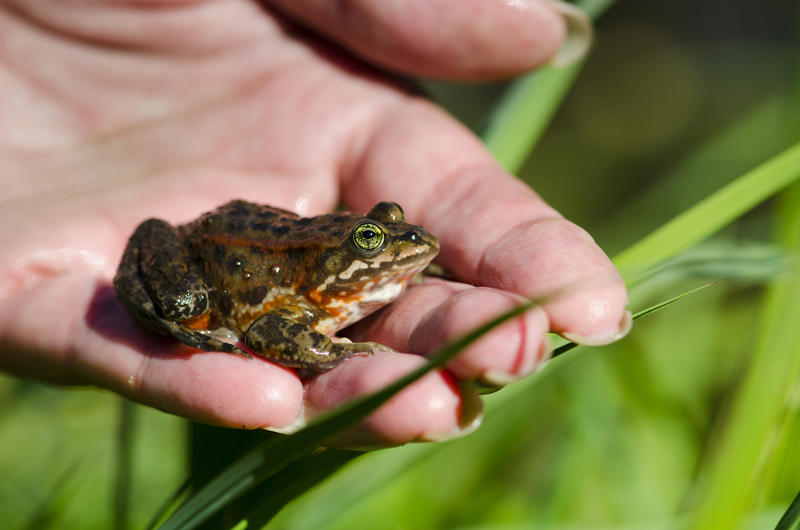 A close-up of a person gently holding a small brown and green frog with orange markings in their hand, surrounded by green grass.