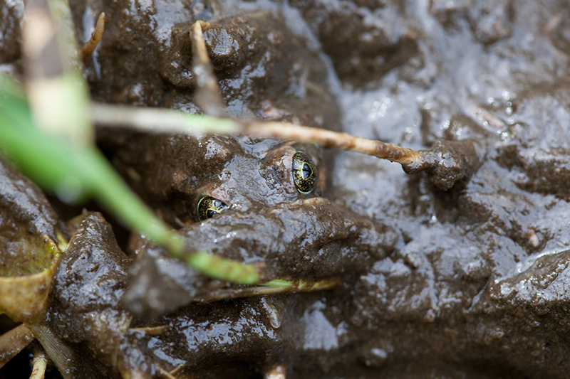 A frog camouflaged in muddy water, with only its eyes and part of its head visible as it blends into its surroundings. Twigs and green grass partially cover the frog.