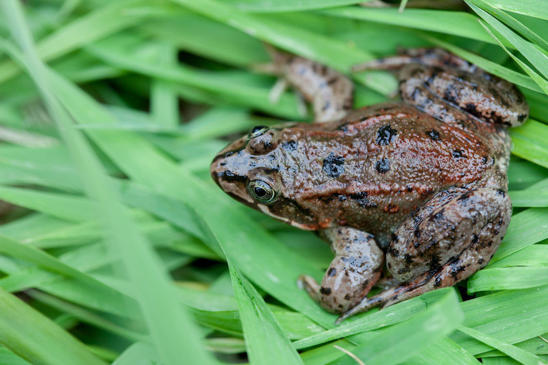 A brown and black spotted frog sits on bright green grass, blending slightly with its surroundings. The frog appears moist and alert, with its legs tucked under its body.