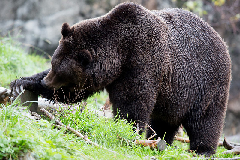一只巨大的棕熊站在绿草地上，身体前倾，前爪触碰着一根树干。熊浓密的毛发看起来湿润或光亮，树枝散落在附近的地面上。 