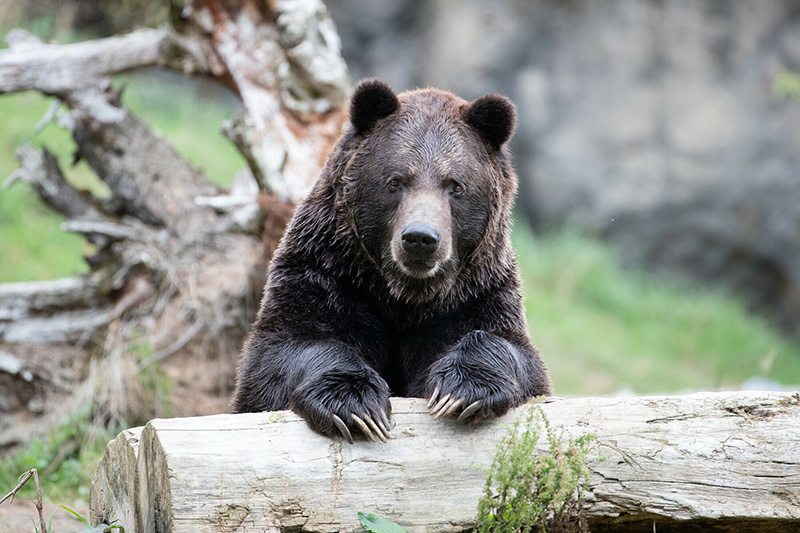A brown bear rests its front paws on a fallen log, looking directly at the camera. The background features green grass and a large, weathered tree trunk.
