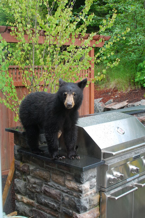 A black bear cub stands on top of an outdoor stainless steel grill, with a wooden fence, young tree, and greenery in the background. The scene looks like a backyard or garden area.