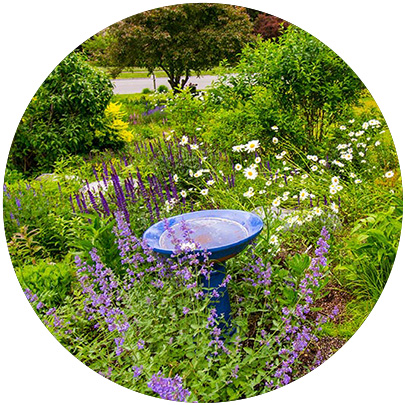 A blue birdbath stands in the center of a lush garden filled with blooming purple and white flowers, green plants, and bushes, with a tree and a road visible in the background.