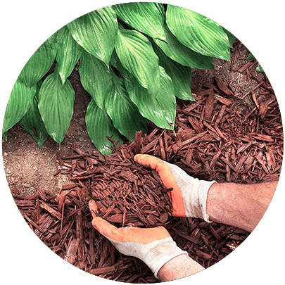 A person wearing gloves spreads brown mulch around green leafy plants in a garden bed.