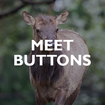A deer stands outdoors with trees in the background. The words MEET BUTTONS are written in bold white letters over the image.
