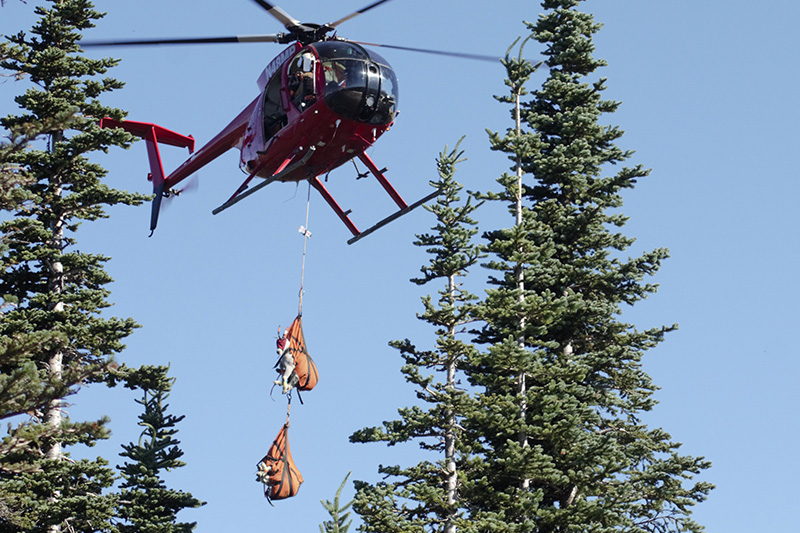 A red helicopter hovers above tall pine trees, carrying two orange rescue stretchers with goats secured inside, suspended by cables against a clear blue sky.