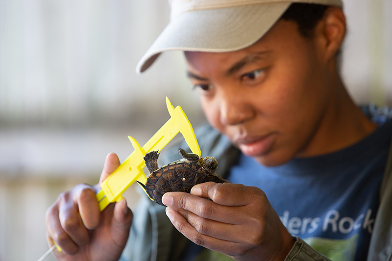 A person wearing a cap uses a yellow caliper to measure a small turtle, focusing intently on the task.