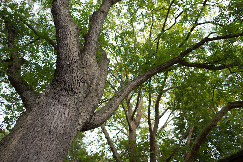 Looking up at the trunk and branches of a tall tree with rough bark and green leaves, set against a bright sky and surrounded by other trees.