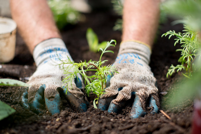 A person wearing gardening gloves plants a small green seedling in dark soil, surrounded by other plants.