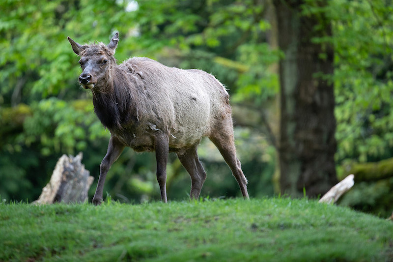 A large elk with shaggy, brown fur stands on green grass in a forested area, with trees and foliage blurred in the background.
