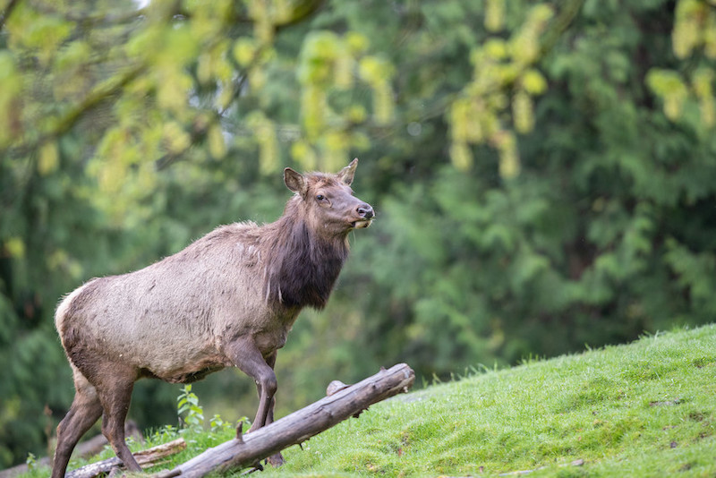 A young elk with a dark mane stands on a grassy slope next to a fallen tree branch, surrounded by lush green foliage and blurred trees in the background.