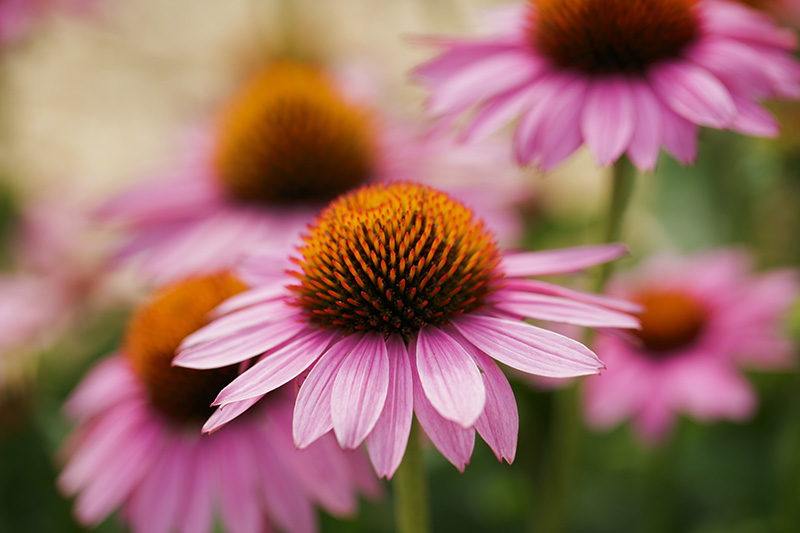 Close-up of blooming purple coneflowers with pink petals and spiky orange centers, surrounded by green foliage in a garden setting.