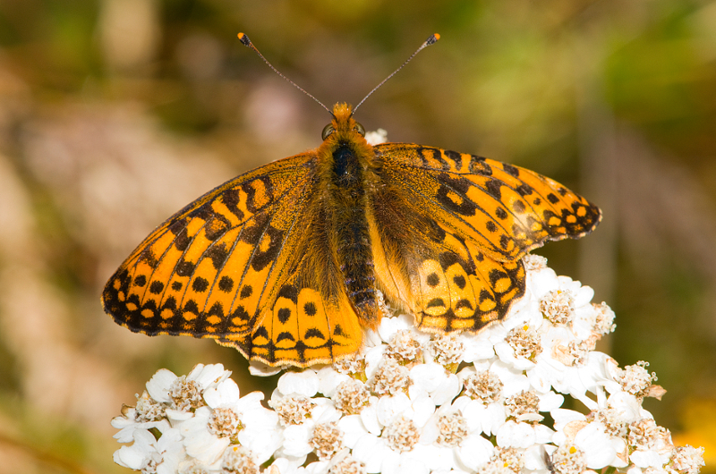 An orange and black spotted butterfly rests with its wings open on a cluster of small white flowers, against a blurred natural background.