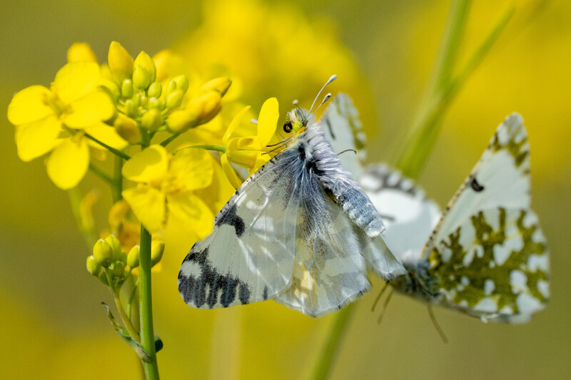 A close-up of two white butterflies with black and green markings perched on vibrant yellow flowers, set against a blurred yellow and green background.