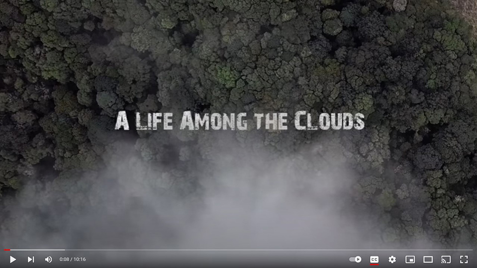 A YouTube video screenshot shows an aerial view of dense forest with mist and clouds, overlaid with the text “A LIFE AMONG THE CLOUDS.” Video player controls are visible at the bottom, highlighting the Tree Kangaroo Conservation Program.