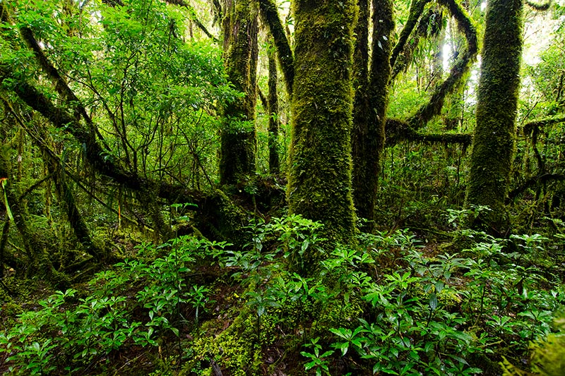 Dense green rainforest with thick moss-covered trees and lush undergrowth. Sunlight filters through the canopy, highlighting various shades of green foliage.