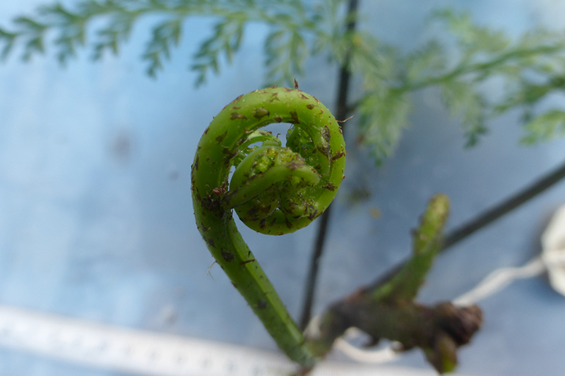 A close-up of a young green fern frond, tightly coiled in a spiral shape, set against a blurred blue background.