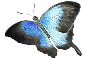Illustration of a butterfly with vibrant blue wings fading into black at the tips, a slender green body, and long antennae, shown on a white background.