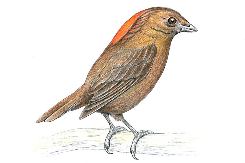 Illustration of a small brown bird with reddish-orange feathers on its head and back, perched on a light-colored branch, shown in profile facing right.