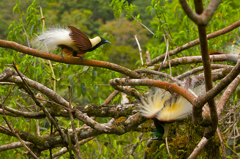 Two birds of paradise, display vibrant yellow, brown, and white plumage as they perch on winding tree branches in a lush green forest—one upright and the other hanging playfully upside down.