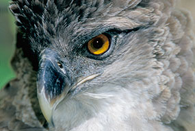 Close-up of a harpy eagle’s face showing its sharp beak, intense yellow eye, and detailed gray and white feathers—a striking example of the featured wildlife of Papua New Guinea.