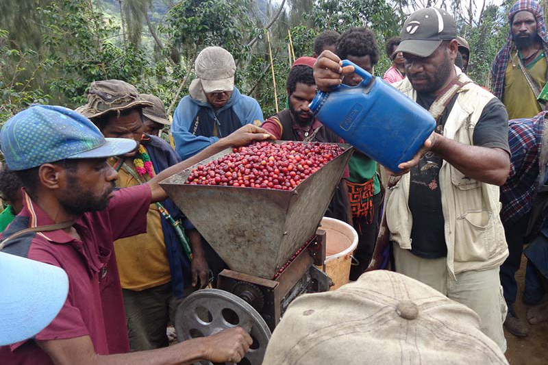 A group of people process red coffee cherries using a manual machine outdoors; one person pours water from a blue container into the machine while others watch and assist.