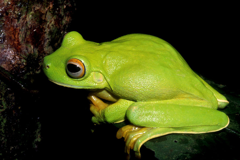 A bright green frog, with large orange eyes sits on a dark green leaf against a black background. Its smooth skin and folded legs are clearly visible.