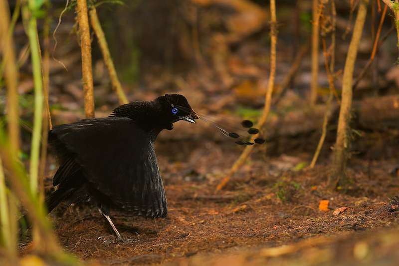 A Wahnes Bird of Paradise with black plumage fans out its feathers and calls in a forest setting, surrounded by thin tree trunks and a brown, leafy ground.
