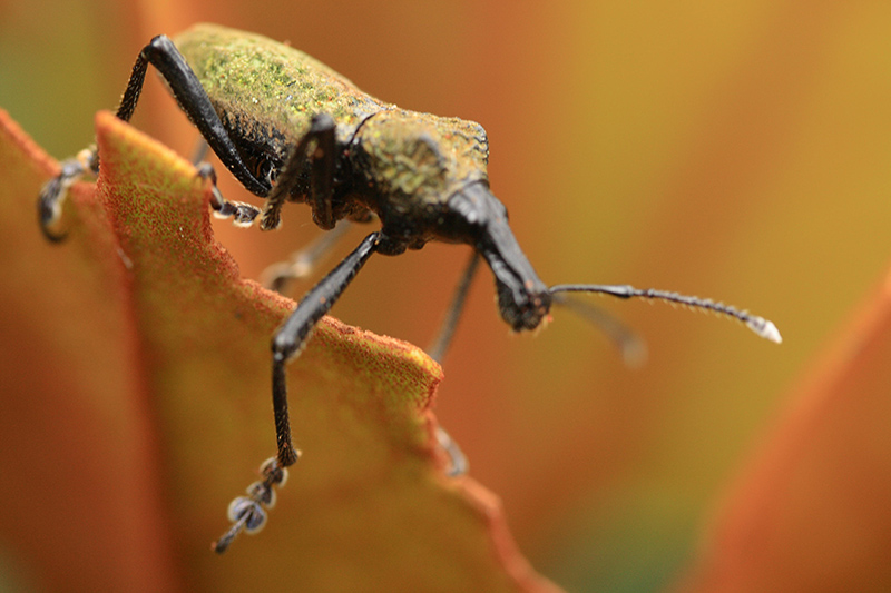 Close-up of a black and yellow weevil insect, perched on the edge of a leaf with a blurred yellow and orange background.