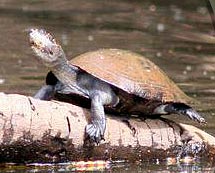 Reptiles & Amphibians - Woodland Park Zoo Seattle WA