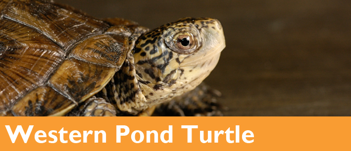 Western Pond Turtle - Woodland Park Zoo Seattle WA