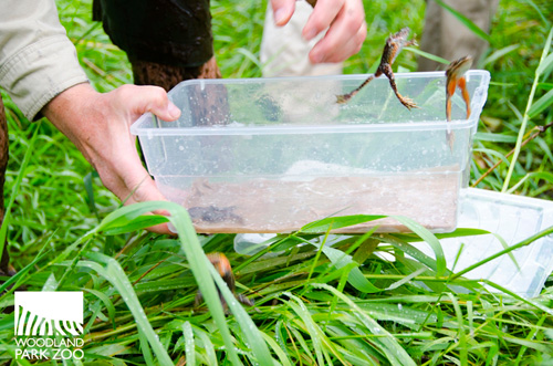 Frogs-Jumping-Out-Plastic-Box