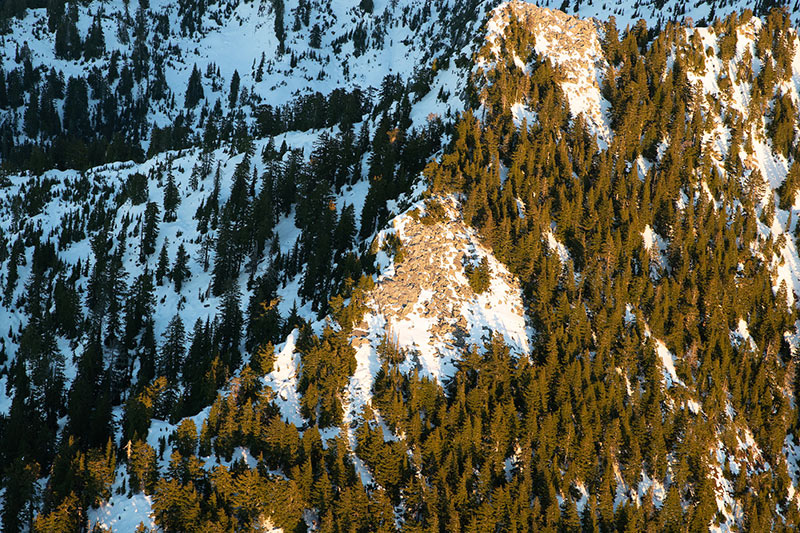 Snow-covered mountain slope with dense evergreen trees, illuminated by warm sunlight, casting long shadows and highlighting the rugged terrain.