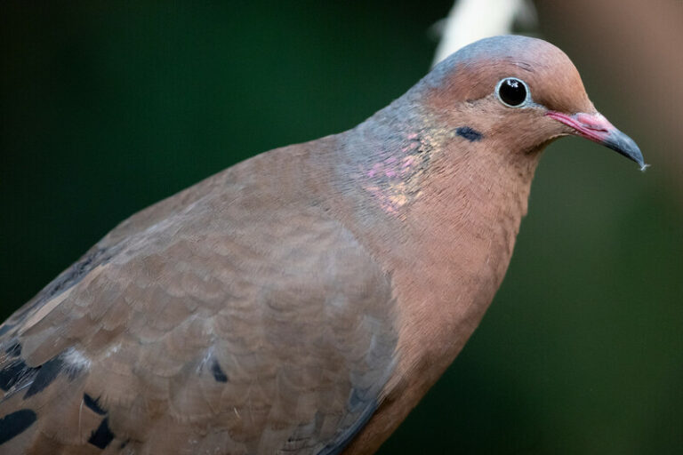 Close-up of a brown dove with iridescent feathers on its neck, a black ring around its eye, and a pinkish beak, set against a blurred dark green background.