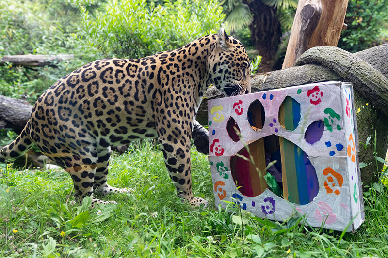 Un jaguar está parado sobre el césped, olfateando una colorida caja de enriquecimiento de cartón con forma de pata, decorada con huellas de patas, en un exuberante recinto al aire libre con troncos y vegetación.