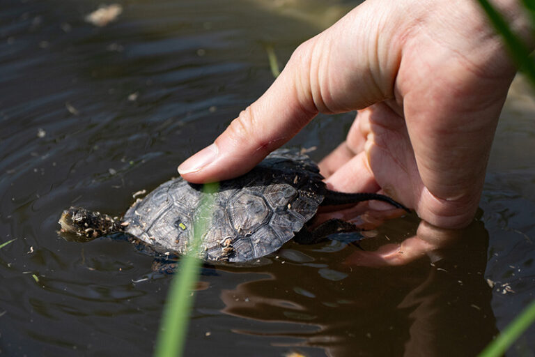 A hand gently holds a small turtle just above the surface of muddy water, with the turtles head and front legs visible as it faces forward.
