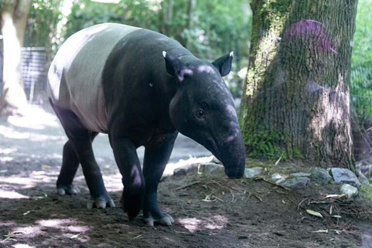 A Malayan tapir with a black front and back and a white midsection walks on a dirt path in a forested area, with trees and sunlight filtering through the leaves.