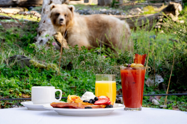 A breakfast table with coffee, orange juice, a Bloody Mary, and a plate of bacon, eggs, and fruit is set outdoors, with a brown bear standing in the grassy background.
